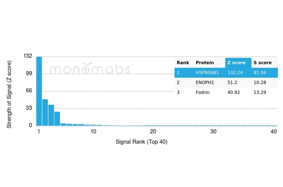 Protein Array - Anti-HSP90 beta Antibody [HSP90AB1/3953] - BSA and Azide free (A252059) - Antibodies.com