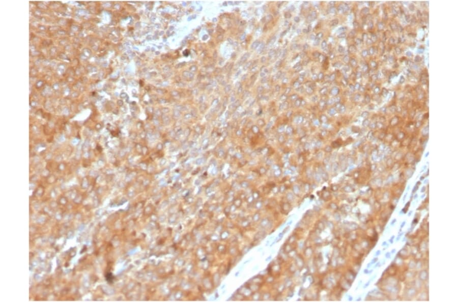 Immunohistochemistry - Anti-HSP90 beta Antibody [HSP90AB1/3954] - BSA and Azide free (A252061) - Antibodies.com