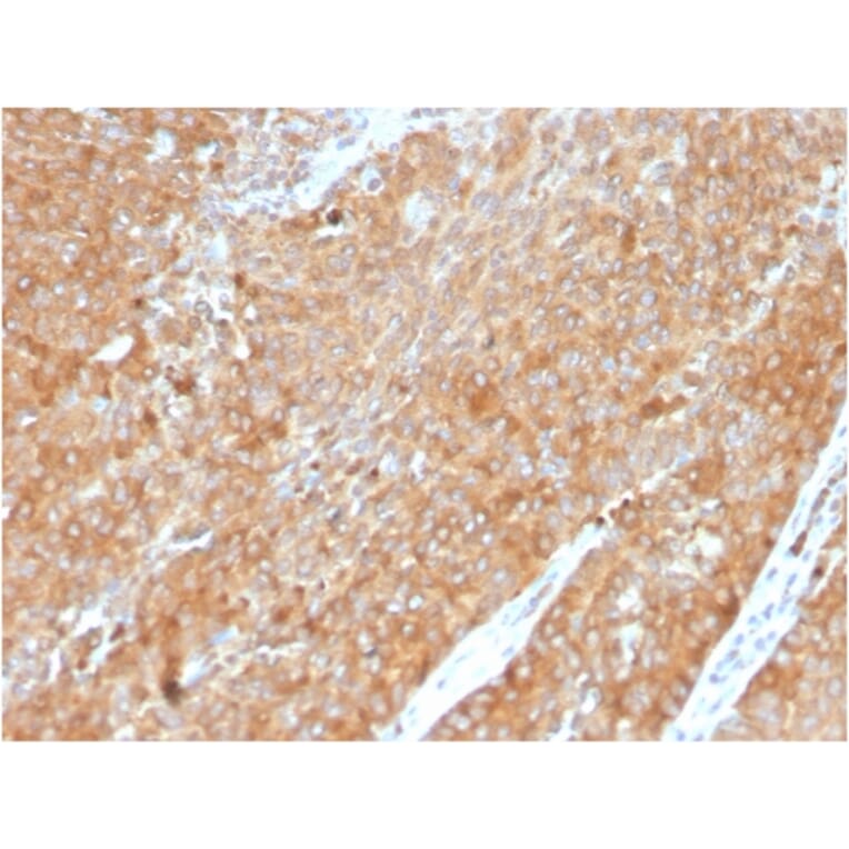 Immunohistochemistry - Anti-HSP90 beta Antibody [HSP90AB1/3954] - BSA and Azide free (A252061) - Antibodies.com