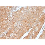 Immunohistochemistry - Anti-HSP90 beta Antibody [HSP90AB1/3954] - BSA and Azide free (A252061) - Antibodies.com