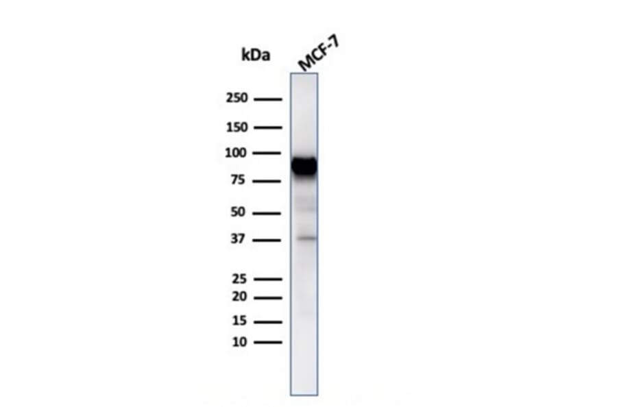 Western Blot - Anti-HSP90 beta Antibody [HSP90AB1/3954] - BSA and Azide free (A252061) - Antibodies.com