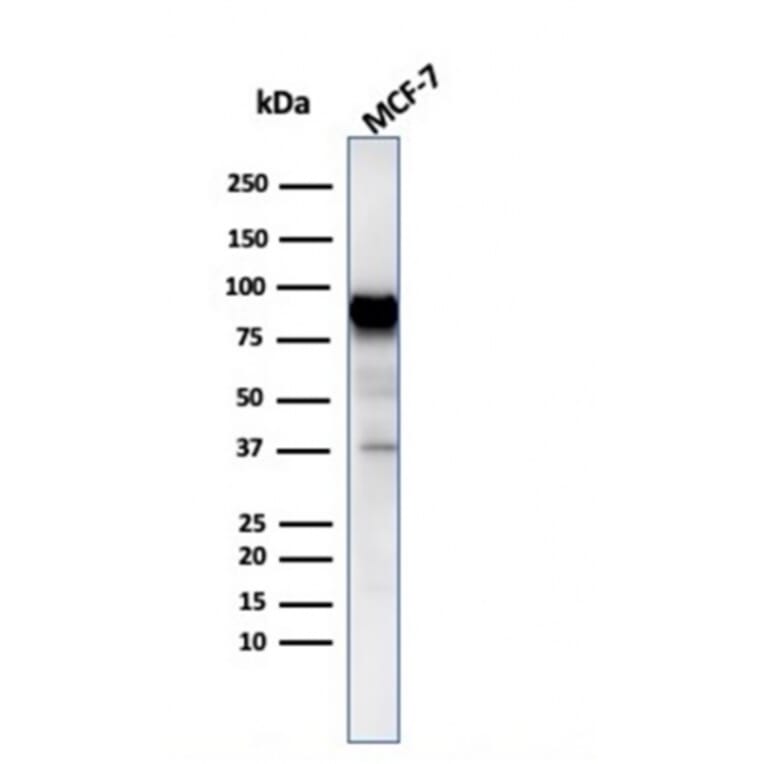 Western Blot - Anti-HSP90 beta Antibody [HSP90AB1/3954] - BSA and Azide free (A252061) - Antibodies.com