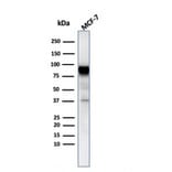 Western Blot - Anti-HSP90 beta Antibody [HSP90AB1/3954] - BSA and Azide free (A252061) - Antibodies.com