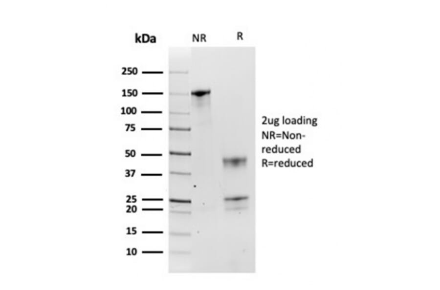 SDS-PAGE - Anti-HSP90 beta Antibody [HSP90AB1/3954] - BSA and Azide free (A252061) - Antibodies.com