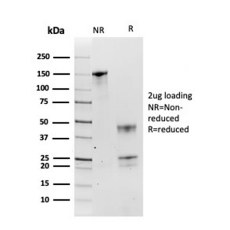 SDS-PAGE - Anti-HSP90 beta Antibody [HSP90AB1/3954] - BSA and Azide free (A252061) - Antibodies.com