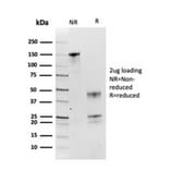 SDS-PAGE - Anti-HSP90 beta Antibody [HSP90AB1/3954] - BSA and Azide free (A252061) - Antibodies.com