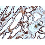 Immunohistochemistry - Anti-HSP60 Antibody [rHSPD1/6495] - BSA and Azide free (A252061) - Antibodies.com