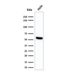 Western Blot - Anti-HSP60 Antibody [LK1] - BSA and Azide free (A252063) - Antibodies.com