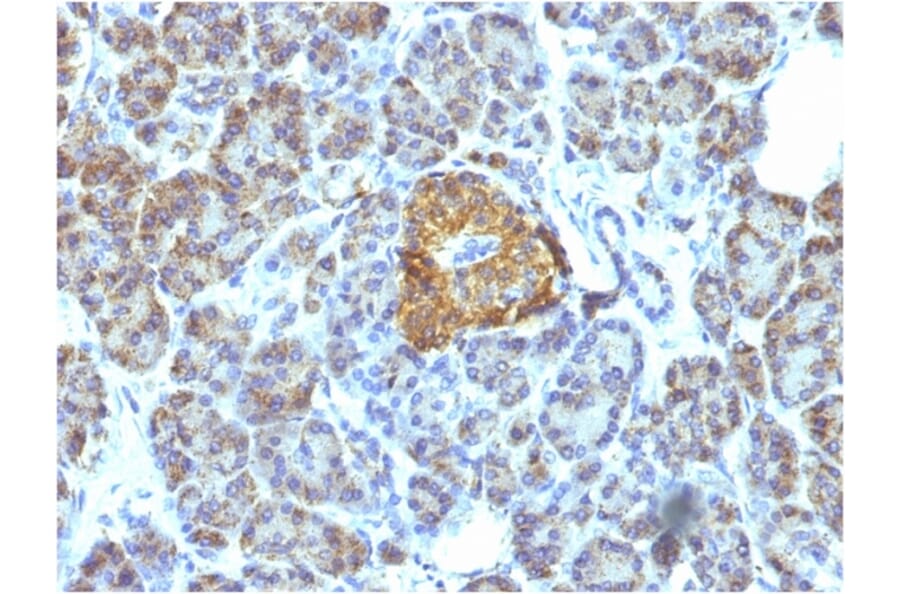 Immunohistochemistry - Anti-HSP60 Antibody [LK1] - BSA and Azide free (A252063) - Antibodies.com