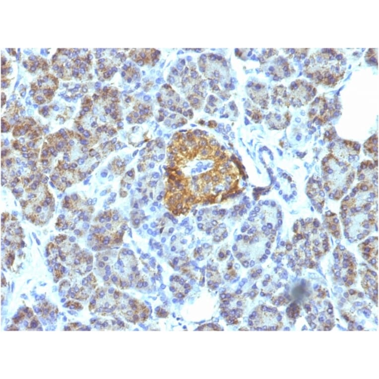 Immunohistochemistry - Anti-HSP60 Antibody [LK1] - BSA and Azide free (A252063) - Antibodies.com