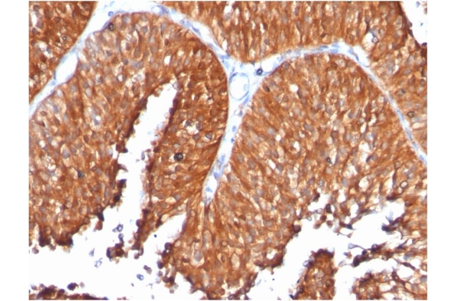 Immunohistochemistry - Anti-HSP60 Antibody [SPM253] - BSA and Azide free (A252064) - Antibodies.com