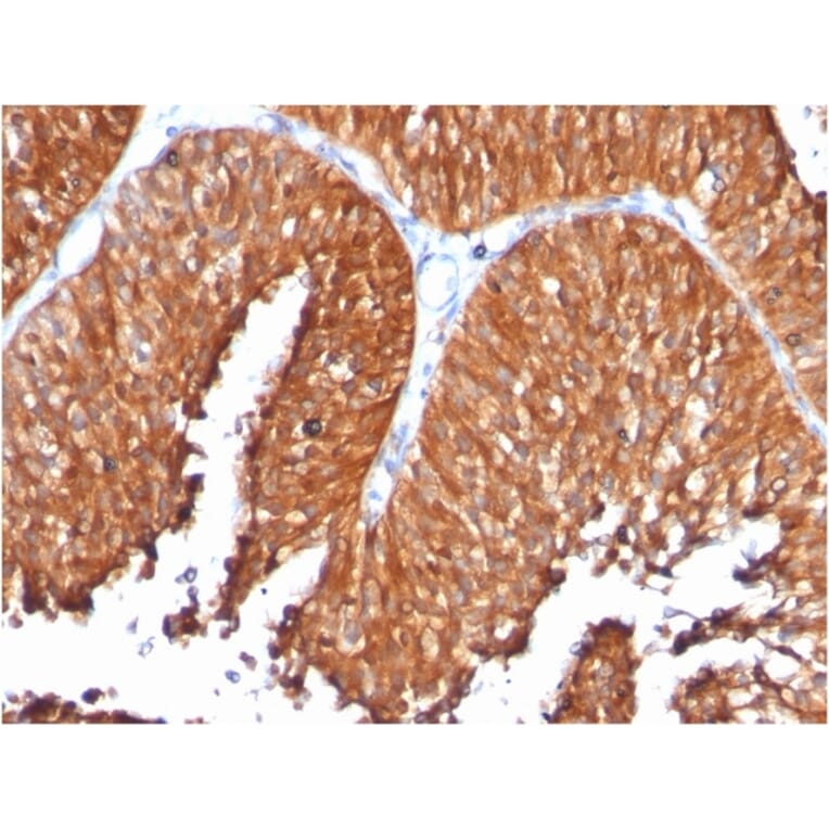 Immunohistochemistry - Anti-HSP60 Antibody [SPM253] - BSA and Azide free (A252064) - Antibodies.com