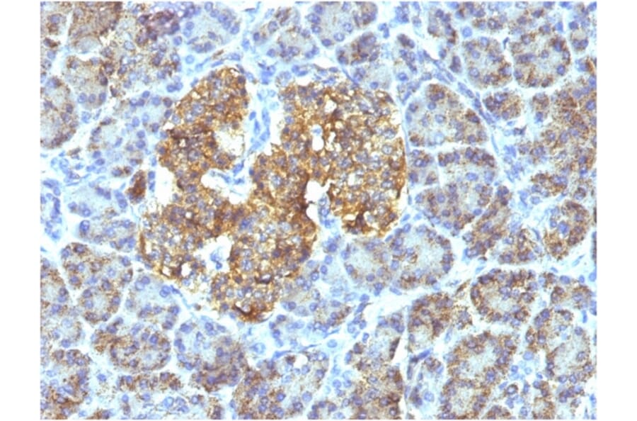 Immunohistochemistry - Anti-HSP60 Antibody [SPM253] - BSA and Azide free (A252064) - Antibodies.com