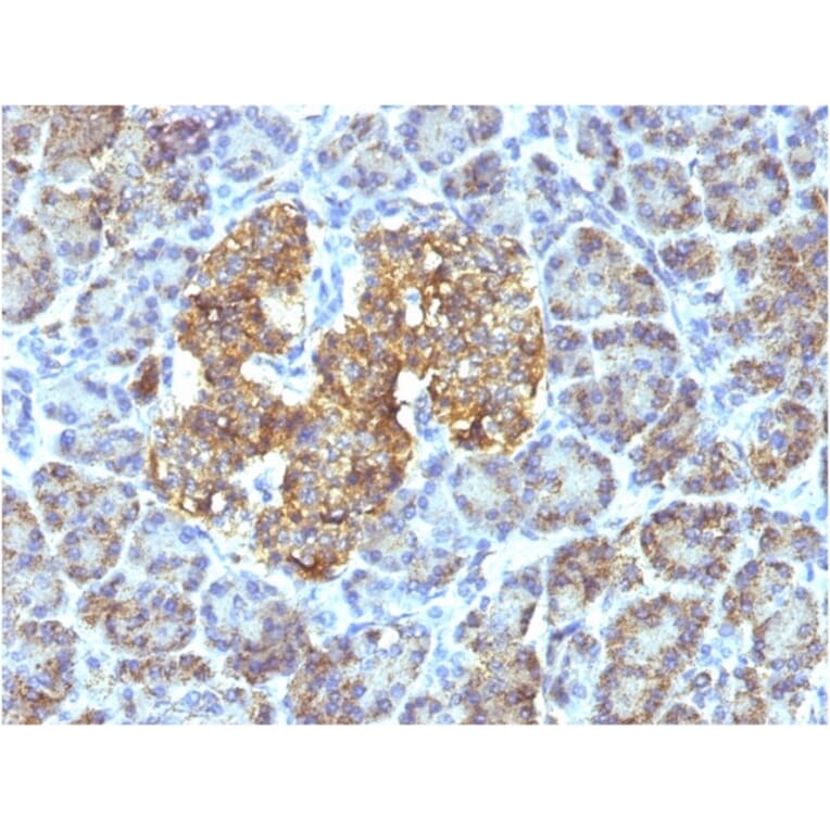 Immunohistochemistry - Anti-HSP60 Antibody [SPM253] - BSA and Azide free (A252064) - Antibodies.com