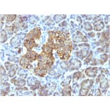 Immunohistochemistry - Anti-HSP60 Antibody [SPM253] - BSA and Azide free (A252064) - Antibodies.com