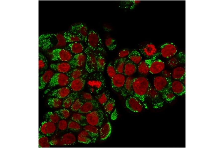 Immunofluorescence - Anti-HSP60 Antibody [SPM253] - BSA and Azide free (A252063) - Antibodies.com