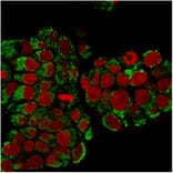 Immunofluorescence - Anti-HSP60 Antibody [SPM253] - BSA and Azide free (A252063) - Antibodies.com