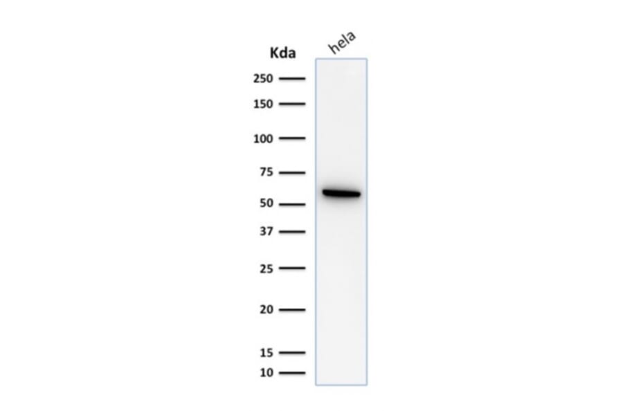 Western Blot - Anti-HSP60 Antibody [SPM253] - BSA and Azide free (A252064) - Antibodies.com