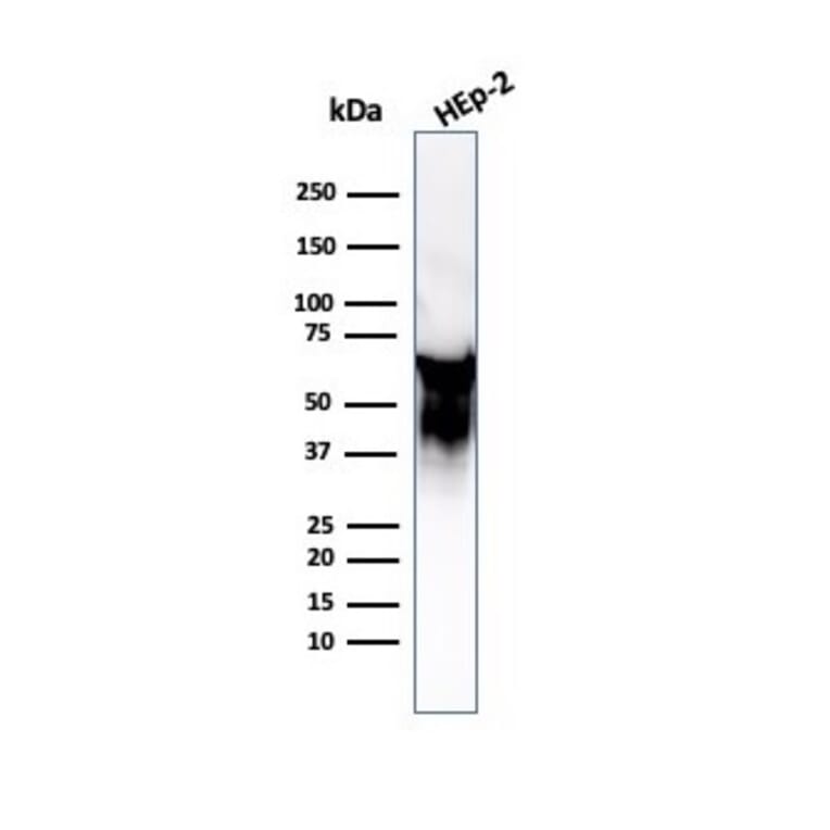 Western Blot - Anti-HSP60 Antibody [LK2] - BSA and Azide free (A252065) - Antibodies.com