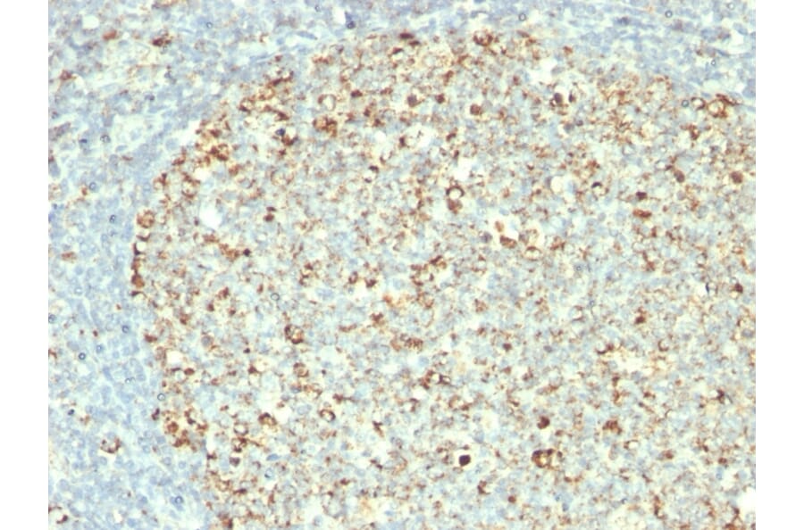 Immunohistochemistry - Anti-HSP60 Antibody [GROEL/730] - BSA and Azide free (A252066) - Antibodies.com