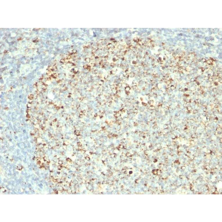 Immunohistochemistry - Anti-HSP60 Antibody [GROEL/730] - BSA and Azide free (A252066) - Antibodies.com