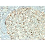 Immunohistochemistry - Anti-HSP60 Antibody [GROEL/730] - BSA and Azide free (A252066) - Antibodies.com