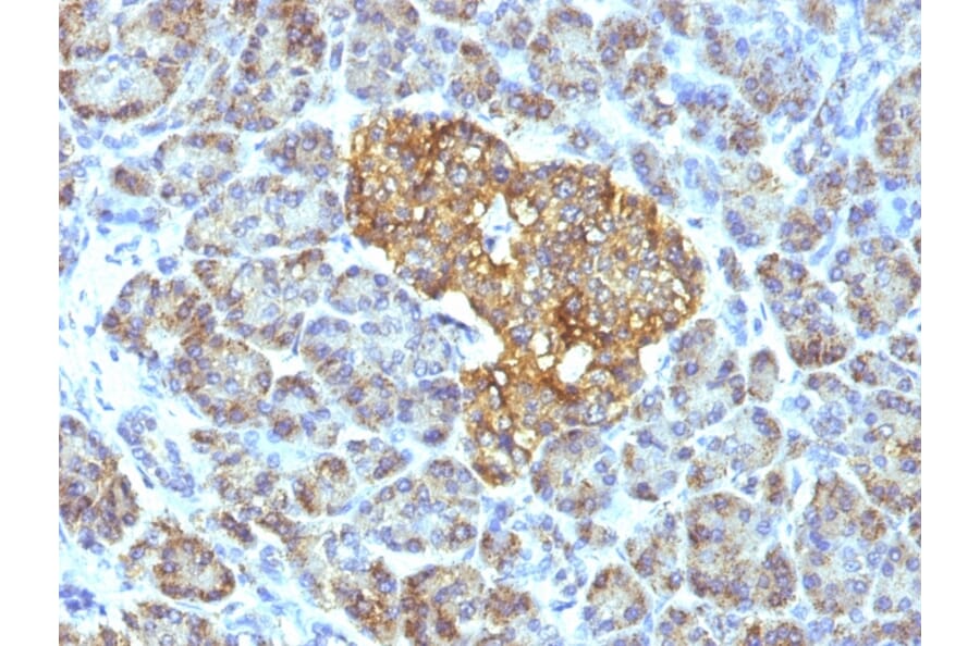 Immunohistochemistry - Anti-HSP60 Antibody [GROEL/730] - BSA and Azide free (A252066) - Antibodies.com