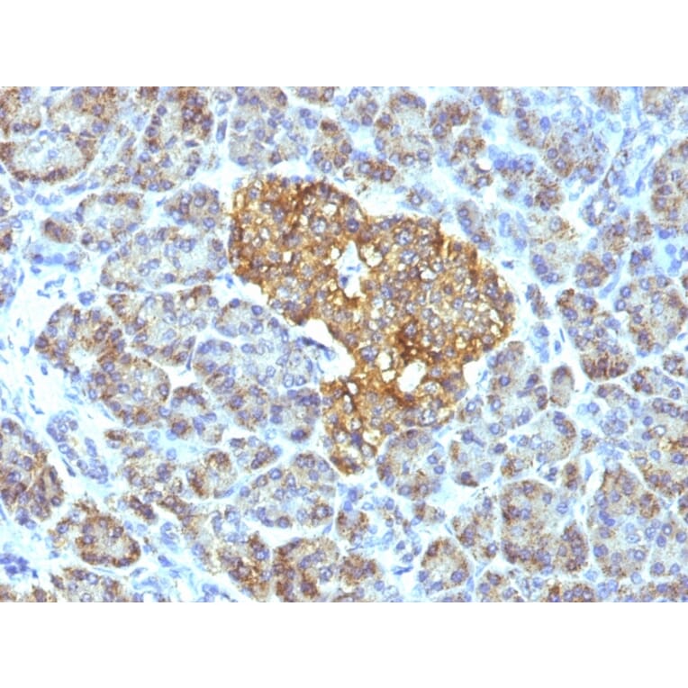 Immunohistochemistry - Anti-HSP60 Antibody [GROEL/730] - BSA and Azide free (A252066) - Antibodies.com