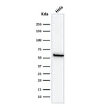 Western Blot - Anti-HSP60 Antibody [GROEL/730] - BSA and Azide free (A252066) - Antibodies.com
