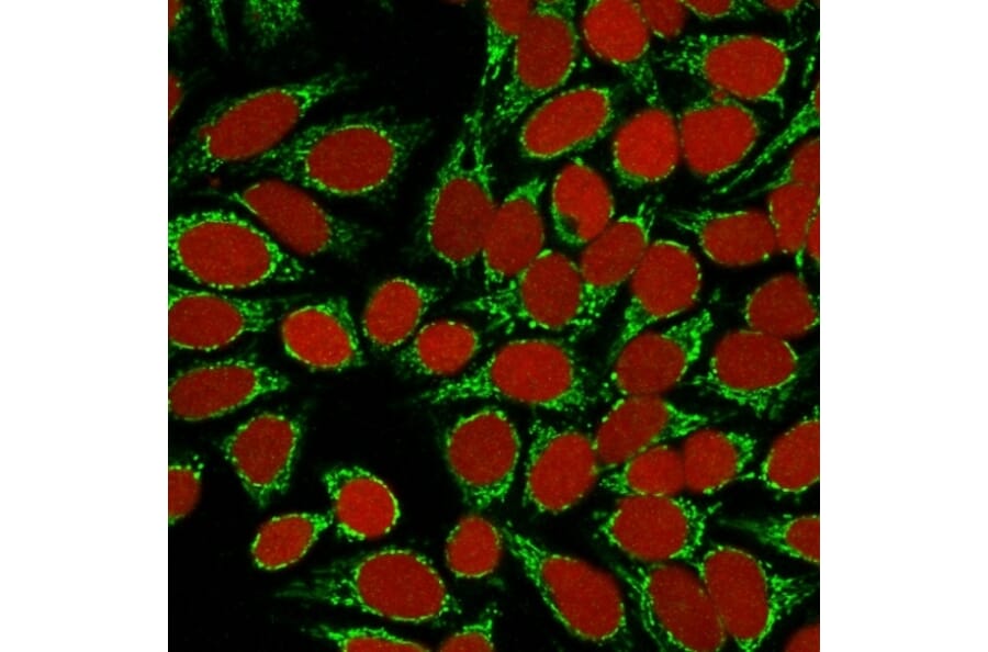 Immunofluorescence - Anti-HSP60 Antibody [GROEL/730] - BSA and Azide free (A252065) - Antibodies.com