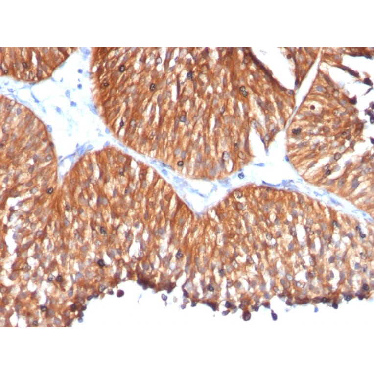 Immunohistochemistry - Anti-HSP60 Antibody [HSPD1/780] - BSA and Azide free (A252067) - Antibodies.com