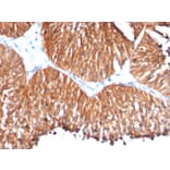 Immunohistochemistry - Anti-HSP60 Antibody [HSPD1/780] - BSA and Azide free (A252067) - Antibodies.com