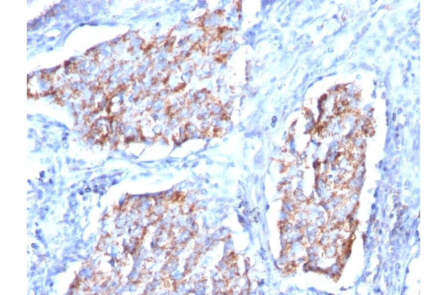 Immunohistochemistry - Anti-HSP60 Antibody [HSPD1/780] - BSA and Azide free (A252067) - Antibodies.com