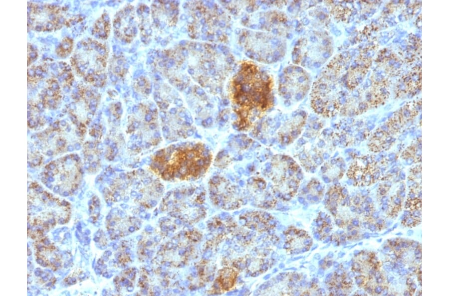 Immunohistochemistry - Anti-HSP60 Antibody [HSPD1/780] - BSA and Azide free (A252067) - Antibodies.com