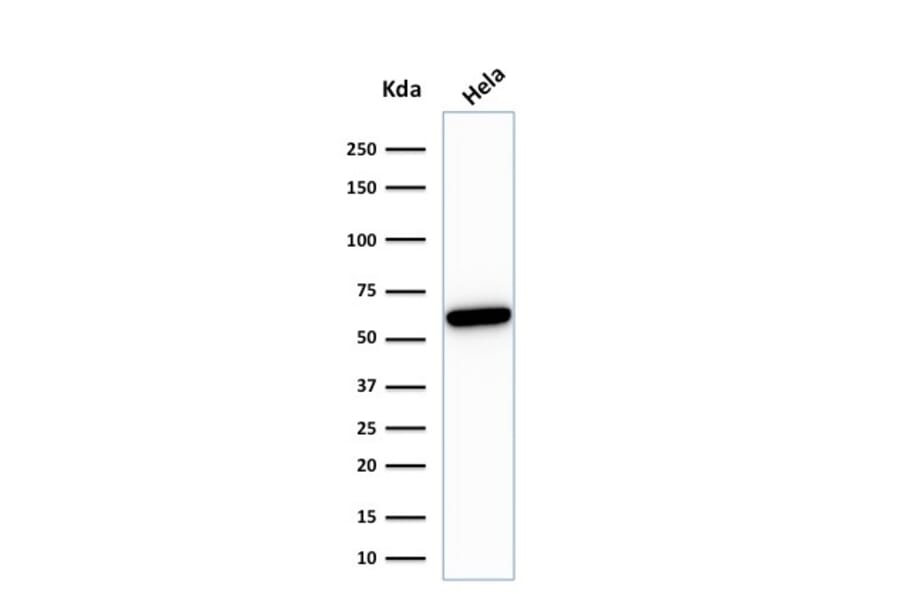 Western Blot - Anti-HSP60 Antibody [HSPD1/780] - BSA and Azide free (A252067) - Antibodies.com