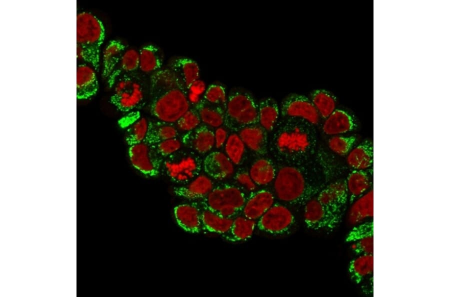 Immunofluorescence - Anti-HSP60 Antibody [HSPD1/780] - BSA and Azide free (A252067) - Antibodies.com