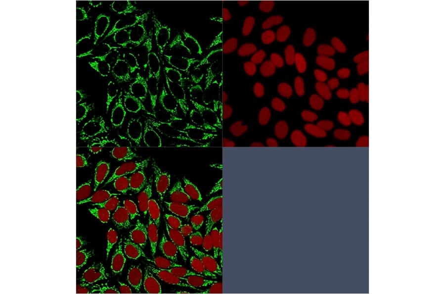 Immunofluorescence - Anti-HSP60 Antibody [HSPD1/875] - BSA and Azide free (A252068) - Antibodies.com