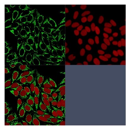 Immunofluorescence - Anti-HSP60 Antibody [HSPD1/875] - BSA and Azide free (A252068) - Antibodies.com