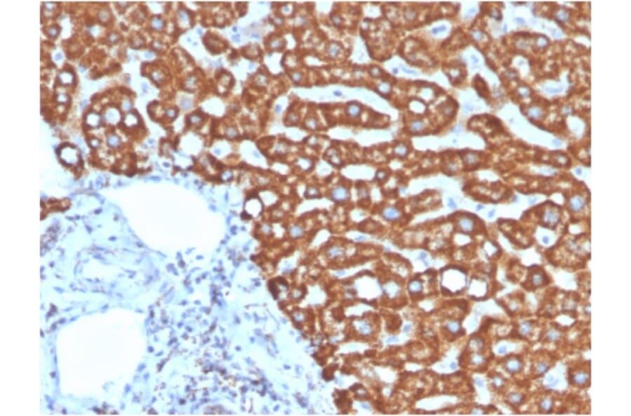 Immunohistochemistry - Anti-HSP60 Antibody [HSPD1/875] - BSA and Azide free (A252068) - Antibodies.com