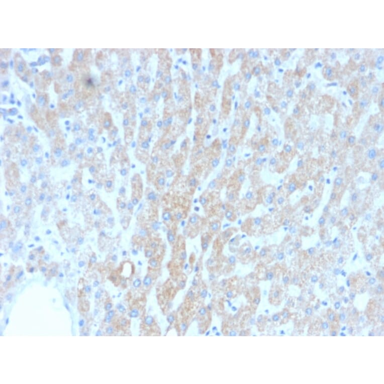 Immunohistochemistry - Anti-HSP60 Antibody [rGROEL/780] - BSA and Azide free (A252069) - Antibodies.com