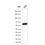 Western Blot - Anti-HSP60 Antibody [rGROEL/780] - BSA and Azide free (A252069) - Antibodies.com