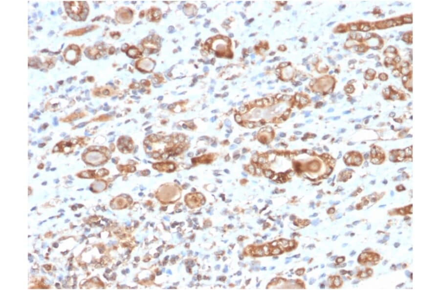 Immunohistochemistry - Anti-HSP60 Antibody [CPTC-HSPD1-1] - BSA and Azide free (A252070) - Antibodies.com