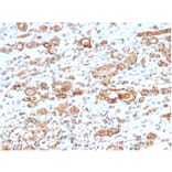 Immunohistochemistry - Anti-HSP60 Antibody [CPTC-HSPD1-1] - BSA and Azide free (A252070) - Antibodies.com
