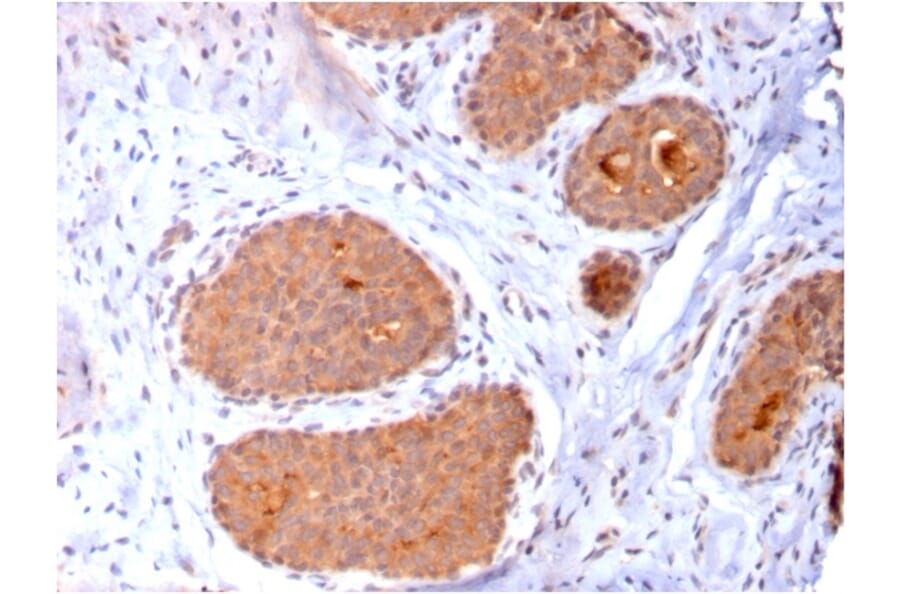 Immunohistochemistry - Anti-HSP60 Antibody [CPTC-HSPD1-1] - BSA and Azide free (A252070) - Antibodies.com