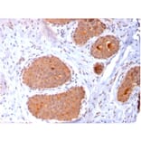 Immunohistochemistry - Anti-HSP60 Antibody [CPTC-HSPD1-1] - BSA and Azide free (A252070) - Antibodies.com