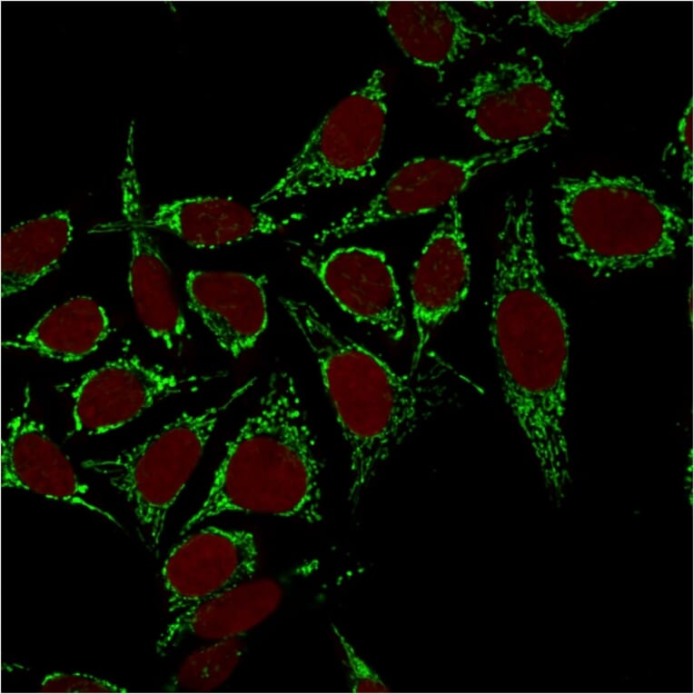 Immunofluorescence - Anti-HSP60 Antibody [CPTC-HSPD1-1] - BSA and Azide free (A252070) - Antibodies.com