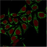 Immunofluorescence - Anti-HSP60 Antibody [CPTC-HSPD1-1] - BSA and Azide free (A252070) - Antibodies.com