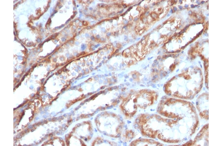 Immunohistochemistry - Anti-HSP60 Antibody [AE-1] - BSA and Azide free (A252071) - Antibodies.com