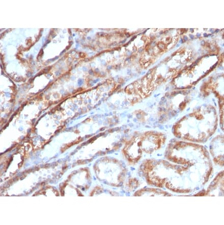 Immunohistochemistry - Anti-HSP60 Antibody [AE-1] - BSA and Azide free (A252071) - Antibodies.com