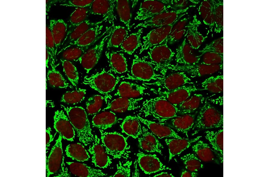 Immunofluorescence - Anti-HSP60 Antibody [AE-1] - BSA and Azide free (A252070) - Antibodies.com
